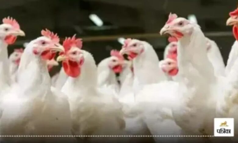 Rajasthan: मुर्गी के दाने के बीच छिपा था 81 करोड़ का ‘काला खजाना’, ट्रक खोलते ही DRI के उड़ गए होश