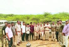 Bundi : निमोद गांव के खेतों में पहुंची बाघिन, किसानों में दहशत