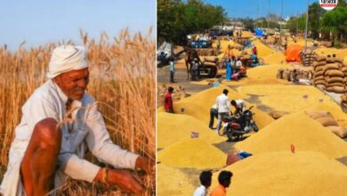 Good News : राजस्थान में किसानों के मायूस चेहरे खिले, अब 50 फीसदी तक चमकहीन गेहूं भी खरीदेगी एफसीआई