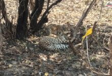 Rajasthan: बारां के जंगलों में घूम रहा अफ्रीकन चीता, कई गांवों से गुजरकर नाहरगढ़ रेंज पहुंचा KP-3