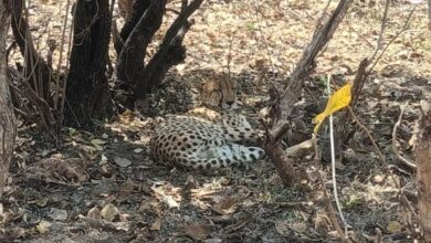 Rajasthan: बारां के जंगलों में घूम रहा अफ्रीकन चीता, कई गांवों से गुजरकर नाहरगढ़ रेंज पहुंचा KP-3