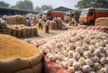 Baran Mandi Bhav: लहसुन में जोरदार तेजी, गेहूं के भाव लुढ़के, पढ़ें मंडी अपडेट