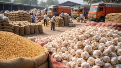 Baran Mandi Bhav: लहसुन में जोरदार तेजी, गेहूं के भाव लुढ़के, पढ़ें मंडी अपडेट