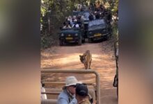 गाइडलाइन तोड़ने वालों पर सख्ती; रणथम्भौर में टाइगर को घेरा, छह गाइड-चालकों पर प्रतिबंध