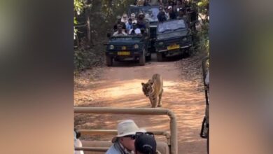 गाइडलाइन तोड़ने वालों पर सख्ती; रणथम्भौर में टाइगर को घेरा, छह गाइड-चालकों पर प्रतिबंध