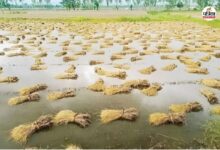 Tonk: बारिश-ओलावृष्टि से 88 गांवों में फसलों को भारी नुकसान, विशेष गिरदावरी के लिए आपदा प्रबंधन विभाग को भेजा लेटर