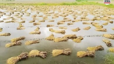 Tonk: बारिश-ओलावृष्टि से 88 गांवों में फसलों को भारी नुकसान, विशेष गिरदावरी के लिए आपदा प्रबंधन विभाग को भेजा लेटर