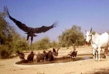 जंगलों में सूखे जल स्त्रोत: गर्मी में प्यासे वन्यजीव भटक रहे…बढ़ रहा जीवन पर संकट