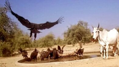 जंगलों में सूखे जल स्त्रोत: गर्मी में प्यासे वन्यजीव भटक रहे…बढ़ रहा जीवन पर संकट