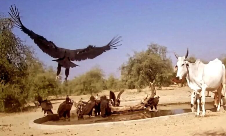 जंगलों में सूखे जल स्त्रोत: गर्मी में प्यासे वन्यजीव भटक रहे…बढ़ रहा जीवन पर संकट