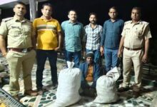 फसल के बीच उगा रखा था 10 करोड़ का गांजा, पैकेट में बेचता मिला तस्कर