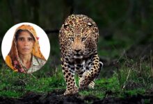 Leopard Attack: खेत में काम कर रहे मासूम बेटे पर लैपर्ड का हमला, मां ने जान की बाजी लगाकर बचा ली उसकी जिंदगी
