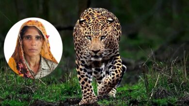 Leopard Attack: खेत में काम कर रहे मासूम बेटे पर लैपर्ड का हमला, मां ने जान की बाजी लगाकर बचा ली उसकी जिंदगी