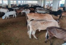 सड़कों से गोशाला तक का सफर, बीमार और लाचार गोवंश को बनाया सेवा का लक्ष्य