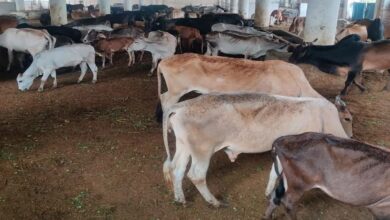 सड़कों से गोशाला तक का सफर, बीमार और लाचार गोवंश को बनाया सेवा का लक्ष्य