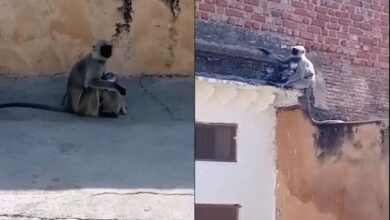 Rajasthan: बंदर के बच्चे की गर्दन में फंसा स्टील का लोटा, भूख-प्यास से तड़प रहा मासूम