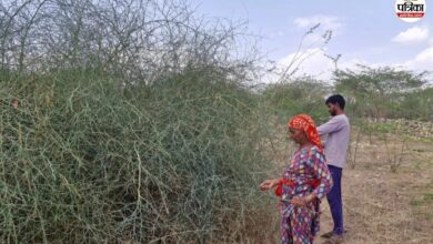 बेमौसम बारिश: रेगिस्तान की शान केर-सांगरी पर मौसम की मार, कई देशों में होता है निर्यात