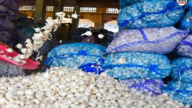 Garlic Price Hike : बारां कृषि मंडी में लहसुन के 5,000 कट्टे की आवक, भावों में 3000 रुपए का उछाल, किसान खुश