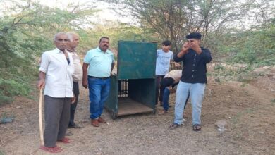 पैंथर की दस्तक, ग्रामीणों में खौफ, वन विभाग ने लगाया पिंजरा