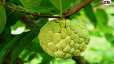 मेवाड़ के ‘ग्रीन गोल्ड’ से किसान हो रहे मालामाल, कॉस्मेटिक और आयुर्वेद में बढ़ी डिमांड, 11 जिलों में पहुंची मिठास