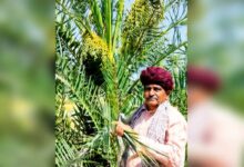 Tonk News: अरब के खजूरों ने बदली खेती की तकदीर, पूर्व कृषि मंत्री डॉ. प्रभुलाल सैनी ने किया कमाल, मिल रही बंपर फसल