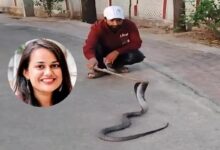 IAS Tina Dabi: कलक्टर टीना डाबी के आवास में फन फैलाकर बैठा 5 फीट का कोबरा, कर्मचारियों में मची अफरा-तफरी