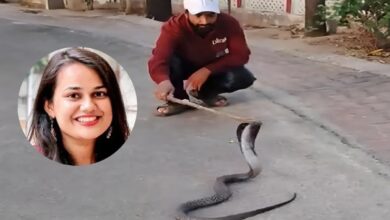 IAS Tina Dabi: कलक्टर टीना डाबी के आवास में फन फैलाकर बैठा 5 फीट का कोबरा, कर्मचारियों में मची अफरा-तफरी