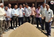 Mandi Bhav: जीरा-सौंफ के भाव में बड़ी गिरावट, 15 दिन में जीरा 4 हजार रुपए टूटा, जानें ताजा मंडी भाव