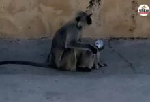 Viral Video: बंदर के बच्चे की गर्दन में लोटा फंसा, बचाने के लिए तलाश जारी; देखें वीडियो