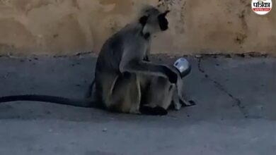 Viral Video: बंदर के बच्चे की गर्दन में लोटा फंसा, बचाने के लिए तलाश जारी; देखें वीडियो